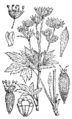 Astrantia major Veliki zali kobulček plate 60 in: Martin Cilenšek: Naše škodljive rastline Celovec (1892)