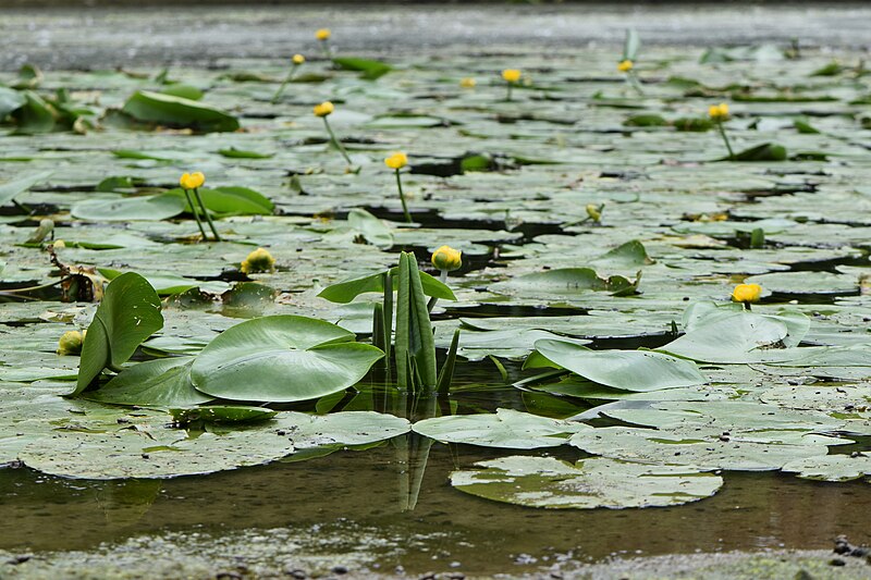 File:Nuphar lutea kz09.jpg