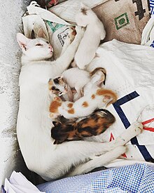 Mother cat with her different-colored offspring Nursing Cat 01.jpg