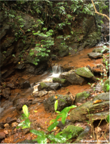 Type locality of N. mewasinghi Nyctibatrachus mewasinghi habitat.png