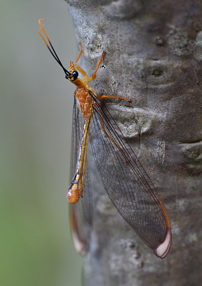 Blue eyes lacewing