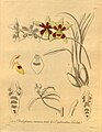 Odontoglossum cruentum and Cyrtochilum angustatum (as Odontoglossum spilotanthum) - Xenia 2-174 (1874). 
 jpg