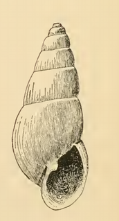 <i>Odostomia culta</i> species of mollusc