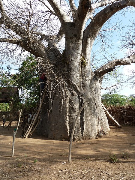 File:Old baobab.Malindi. Малинди, Кения - panoramio.jpg