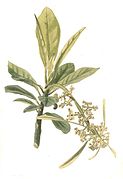 Tribus Omphaleae: Ilustracija Omphalea triandra