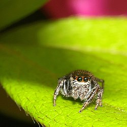 OpenCage - Jumping spider (by-sa).jpg