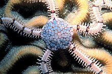 A brittle star, Ophionereis reticulata Ophionereis reticulata 1.jpg