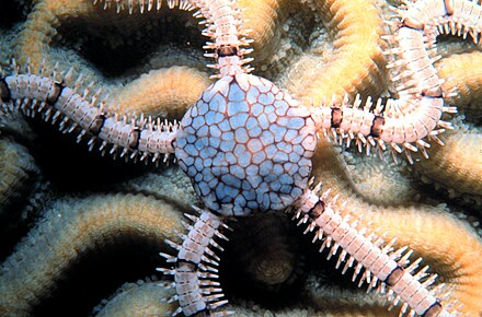 A brittle star, Ophionereis reticulata