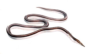 <span class="mw-page-title-main">Serpent eel</span> Species of eel