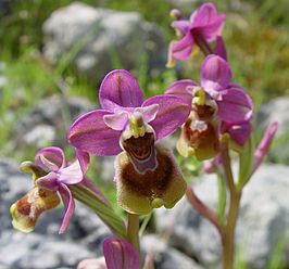 HOA GIEO TỨ TUYỆT - Page 20 266px-Ophrys_tenthredinifera_a