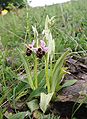 Ophrys × albertiana plants