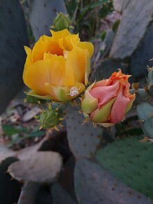 Opuntia Ficus Indica in Behbahan, Irán