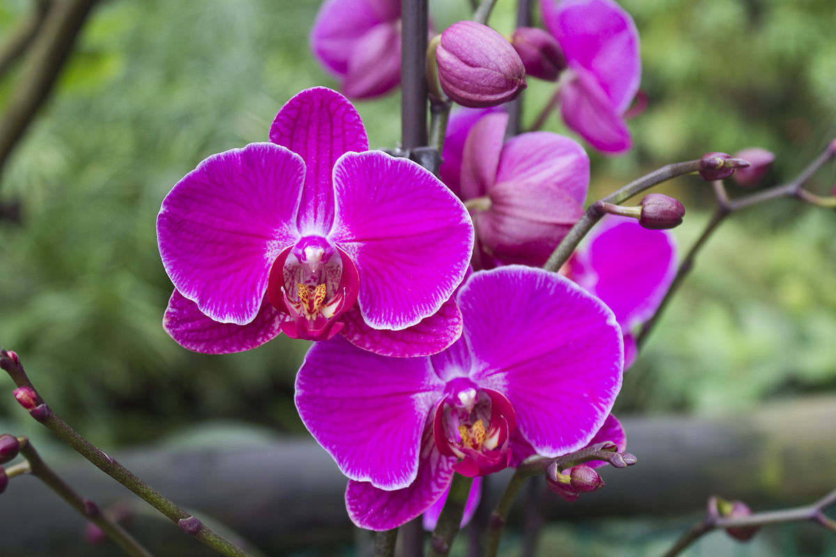 File:Orchideje v Troji, Cattleya hybrida, 05.jpg - Wikimedia Commons