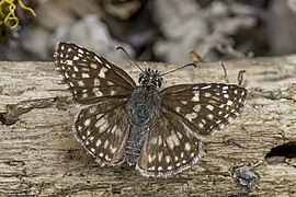 Burnsius orcus (Orcus chequered skipper) female dorsal