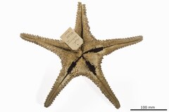 File:Oreaster westermanni - AST-000106 hab-ven.tif (Category:Echinodermata in the Natural History Museum of Denmark)