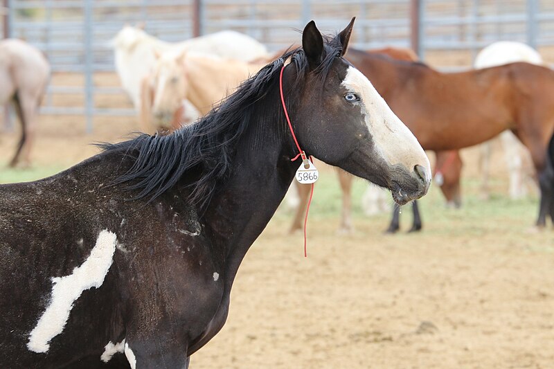 File:Oregon's Wild Horse Corral Facility (29948121035).jpg