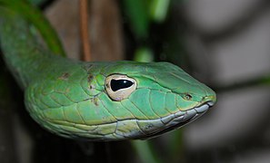 Cobra-trepadeira oriental (Ahaetulla prasina) (8741874018) .jpg