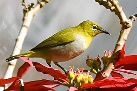 In Ooty (alt. 2,300m), The Nilgiris District, India