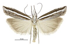 Orocrambus vittellus kadın.jpg