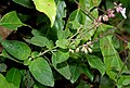 Pianta di Orthosiphon thymiflorusnella foresta Talakona, nel distretto di Chittoor di Andhra Pradesh, India