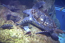 At the Osaka Aquarium, profile photo of turtle resting on bottom OsakaAquarium SeaTurtle.jpg