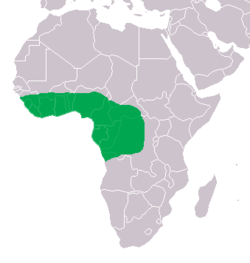 Área de distribución do crocodilo anano en verde
