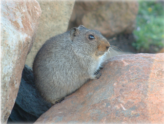 <i>Myotomys</i> Genus of rodents