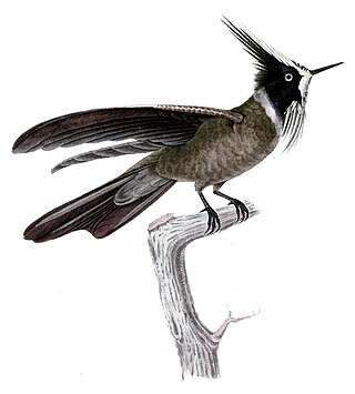 <span class="mw-page-title-main">White-bearded helmetcrest</span> Species of hummingbird