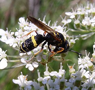 <i>Philanthus gibbosus</i> Species of wasp