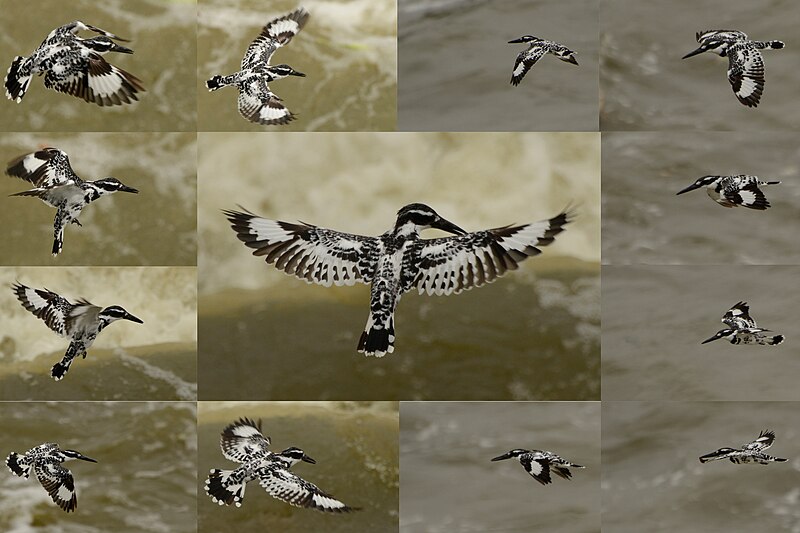File:PIED KINGFISHER COLLAGE copy.jpg