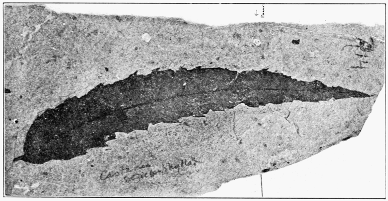 File:PSM V73 D127 Fossil chestnut leaf castanea dolichophylla.png