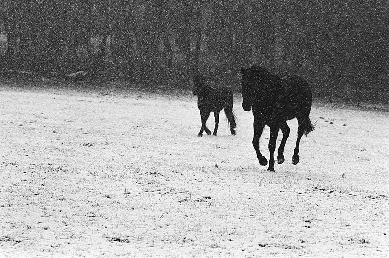 File:Paarden in de sneeuw bij Hoenderloo, Bestanddeelnr 932-4641.jpg