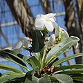 Pachypodium