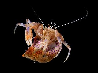 <i>Pagurus prideaux</i> species of crustacean