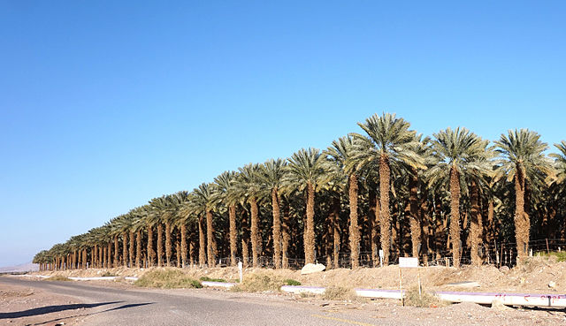 File Palm Tree Farm 4 Jpg Wikimedia, Palm Tree Farm California