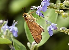 Panoquina hecebolus cropped.jpg