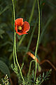 Papaver dubium