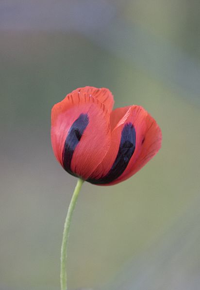 File:Papaver sp - Gelincik 28.jpg