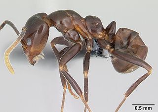 <i>Papyrius</i> (genus) Genus of ants