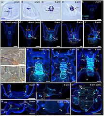 File:Paracentrotus lividus myogenesis.jpg (Category:Paracentrotus lividus)