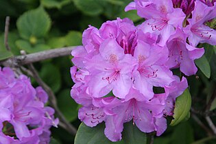 Rhododendron