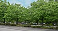 * Nomination Parking lot with Quercus rubra in Luxembourg City. --Cayambe 12:30, 19 January 2023 (UTC) * Promotion  Support Good quality. --Poco a poco 16:48, 19 January 2023 (UTC)