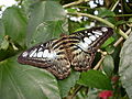 Parthenos sylvia