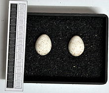 Eggs, Collection Museum Wiesbaden Parus ater MWNH 2286.JPG