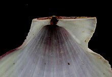 This interior view of the hinge line of a scallop shell Pectinidae shows the internal ligament, located in the resilifer. Pectinidae hinge.jpg