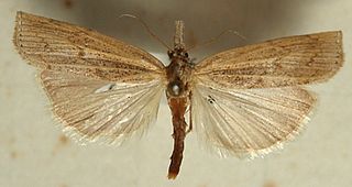 <i>Pediasia aridella</i> species of insect