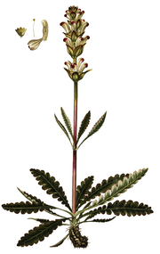 Pedicularis sceptrum-carolinum, Flora Danica 26.png