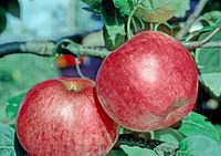 Pedro on tree, National Fruit Collection (acc. 1925-017) .jpg