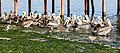 * Nomination Peruvian pelican (Pelecanus thagus), Port of Paracas, Peru --Poco a poco 04:38, 22 September 2016 (UTC) * Promotion Good quality. --Jacek Halicki 08:24, 22 September 2016 (UTC)