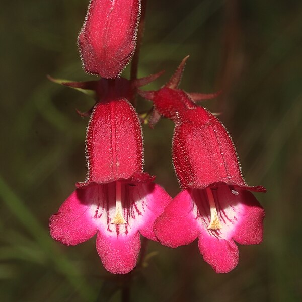 File:Penstemon roseus - Juan Cruzado Cortés 01.jpg